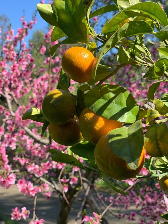 Kuralemu Casa De Campo Curacavi Eksteriør billede